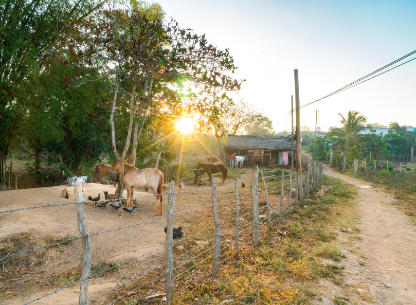 Cuban Farm