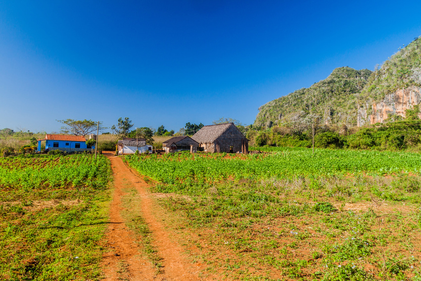 Cuban Farmyard